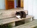Pissi